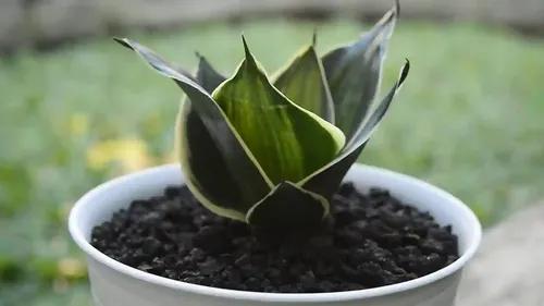 LITTLE JUNGLE Sansevieria flame - Healthy Live Plant with White Pot, Best Air Purifying Plant, Indoor Plants for Living Room, Snake Plants, Garden, Balcony, Best Home Décor & Office Desk