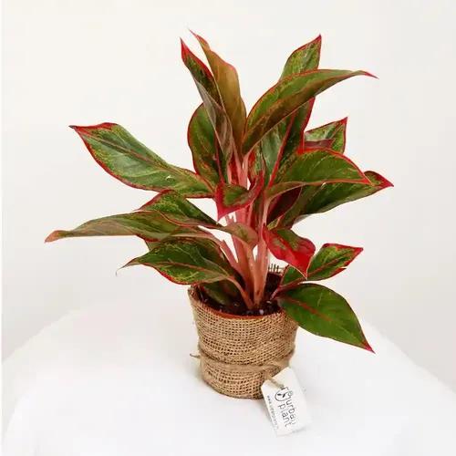 LITTLE JUNGLE Pink Aurora - Healthy Live Plant with White Pot | Air Purifier Plant | Indoor Plants for Living Room | Low Maintenance Plants For GIfting, Balcony, Home Décor & Office Desk